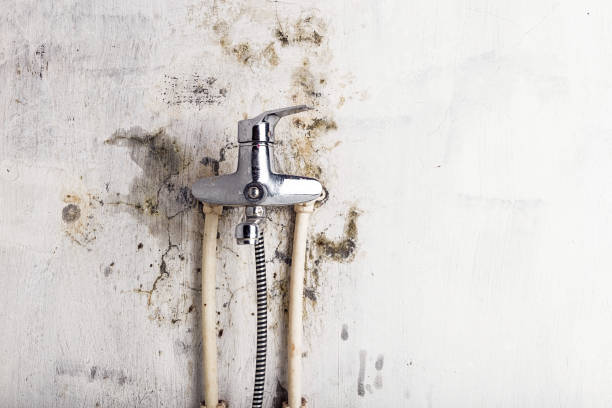 Best Insurance-Related Mold Remediation in Ridgefield Park, NJ
