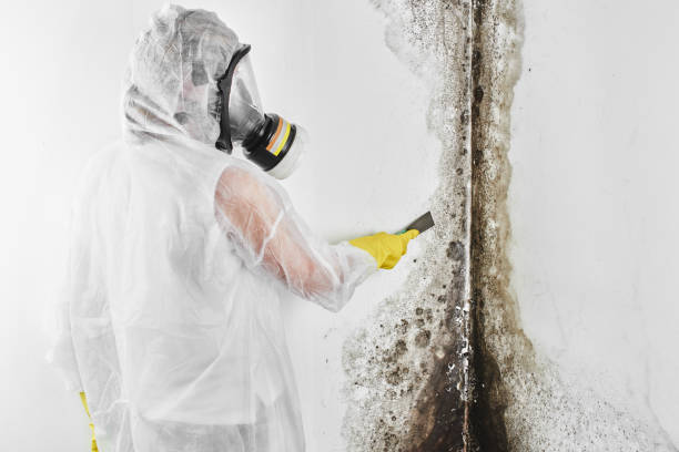  Ridgefield Park, NJ Mold Removal Pros
