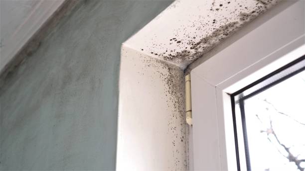 Best Insurance-Related Mold Remediation in Ridgefield Park, NJ