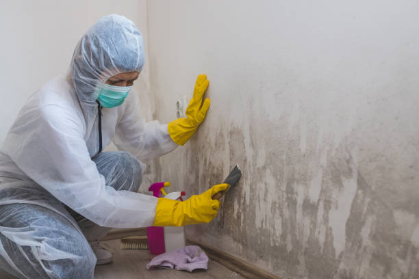 Best Residential Mold Remediation in Ridgefield Park, NJ