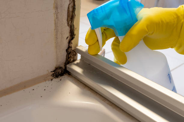 Best DIY Mold Remediation Support Services in Ridgefield Park, NJ