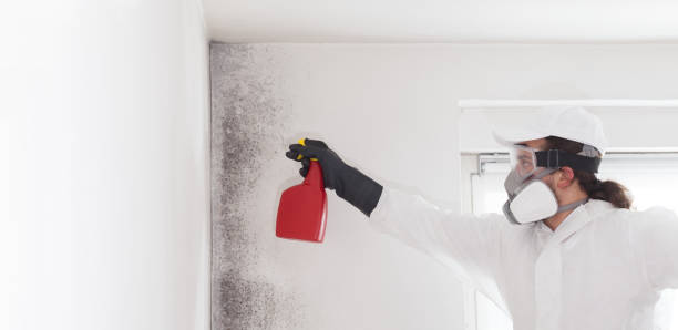 Best Attic Mold Remediation in Ridgefield Park, NJ