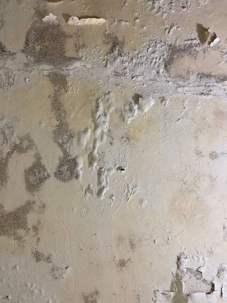 Best Kitchen Mold Remediation in Ridgefield Park, NJ