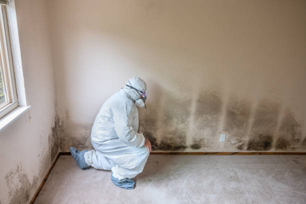 Best Mold Testing and Inspection Services in Ridgefield Park, NJ