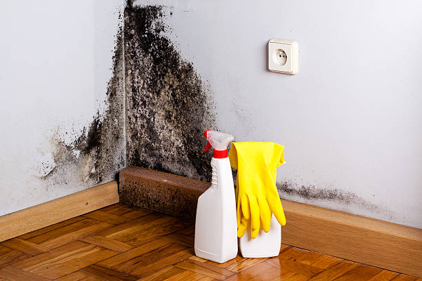 Best Bathroom Mold Remediation in Ridgefield Park, NJ